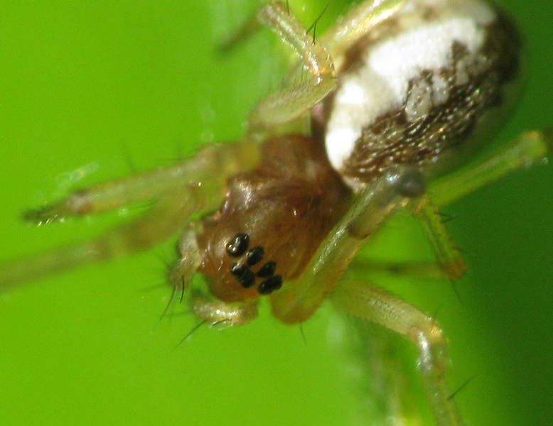 Ragnetto di 3/4mm