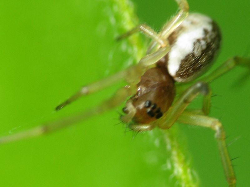 Ragnetto di 3/4mm