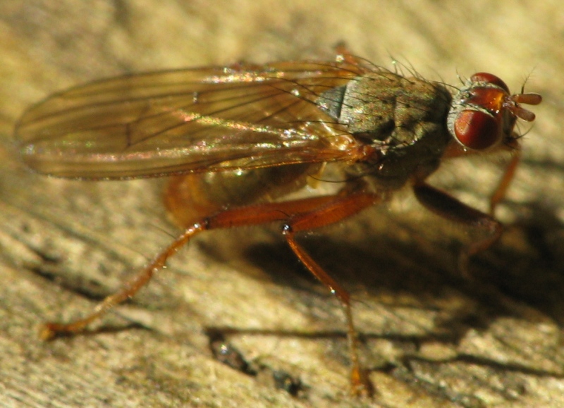 Sepedon sphegea (Sciomyzidae) e Scathophaga sp.