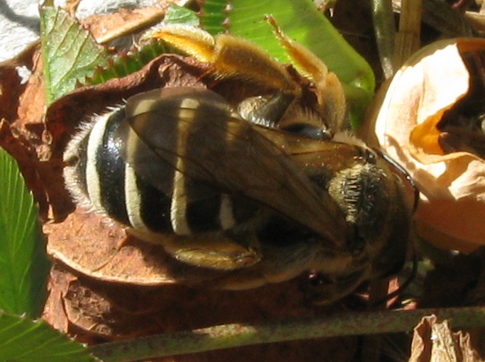 femmina di Halictus sp.