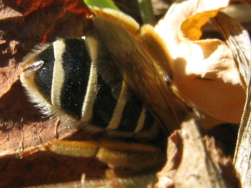 femmina di Halictus sp.