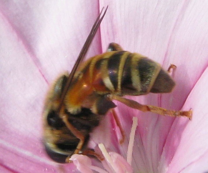 e un Syrphidae ?