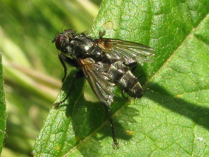 Tachinidae