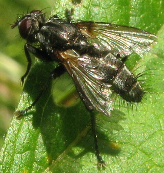 Tachinidae