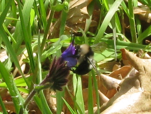 Cuculo tetralato (Melecta luctuosa?)