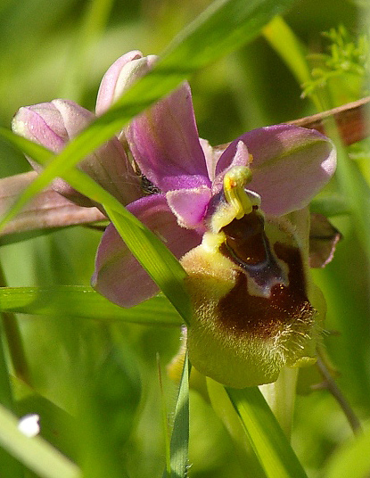 Ophrys sp. da determinare