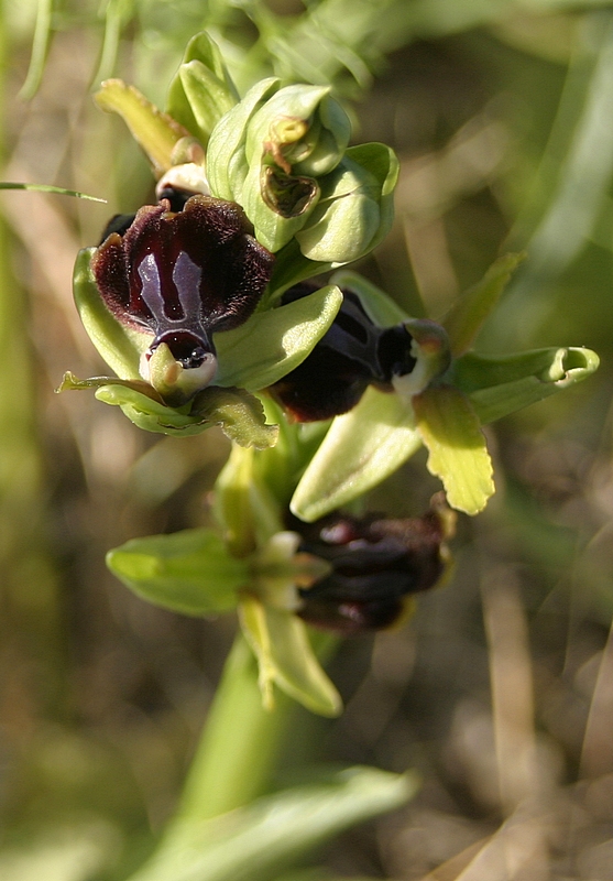 Ophrys sp. da determinare