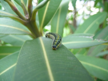 determinare - Pieris brassicae (larva)