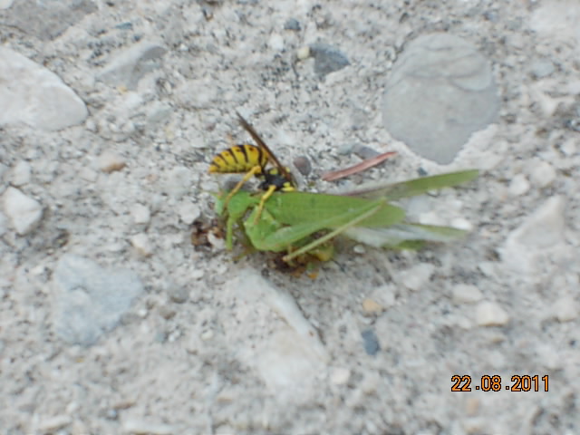 Vespula germanica su cadavere di Phaneroptera