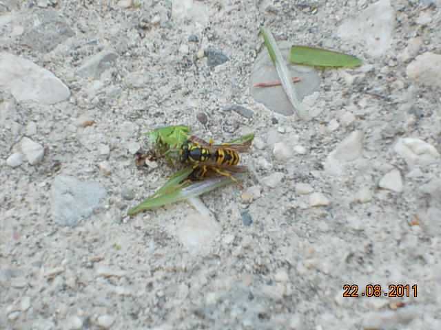 Vespula germanica su cadavere di Phaneroptera