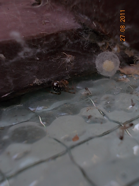 Steatoda triangulosa con ovisacco