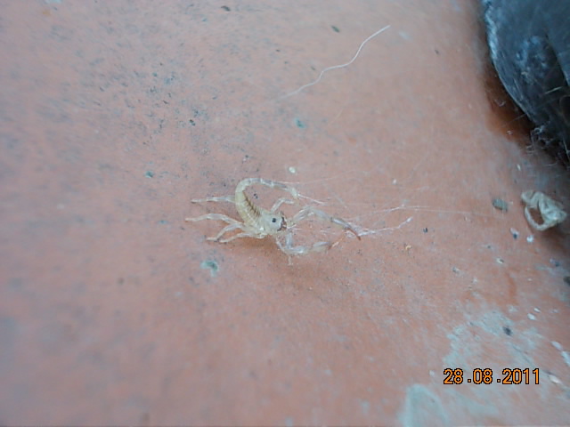 ragno (Steatoda sp?) si pappa scorpioncino