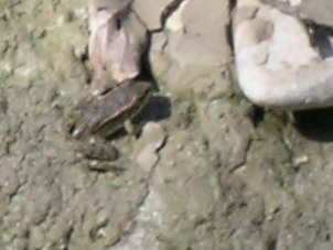 da identificare - Pelophylax sp. neometamorfosati