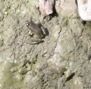 da identificare - Pelophylax sp. neometamorfosati