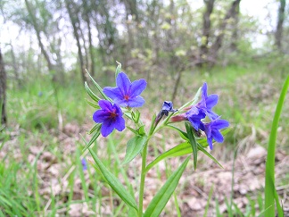 Buglossoides purpurocaerulea