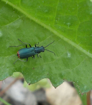 cerambice ? No. Malachiidae: Clanoptilus sp.