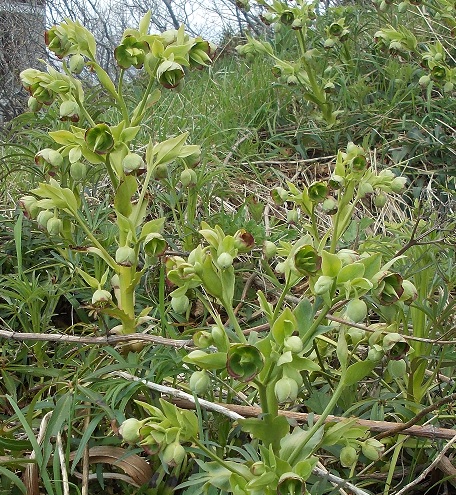 Helleborus foetidus