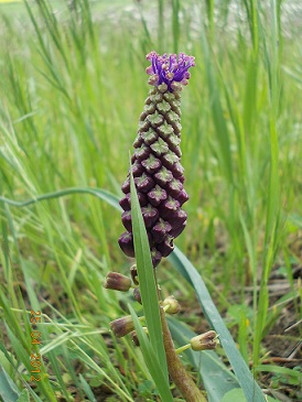 Muscari comosum