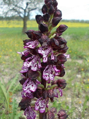 chiedo chiarimento su queste orchis