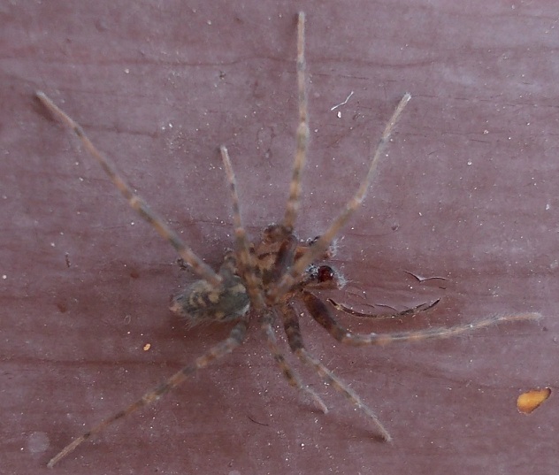 Tegenaria o Malthonica sp.