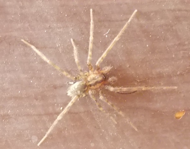 Tegenaria o Malthonica sp.