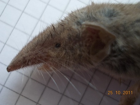 Crocidura minore vittima del gatto