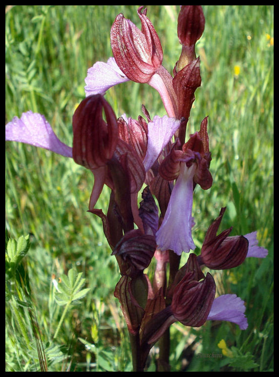 A.Papilonacea?