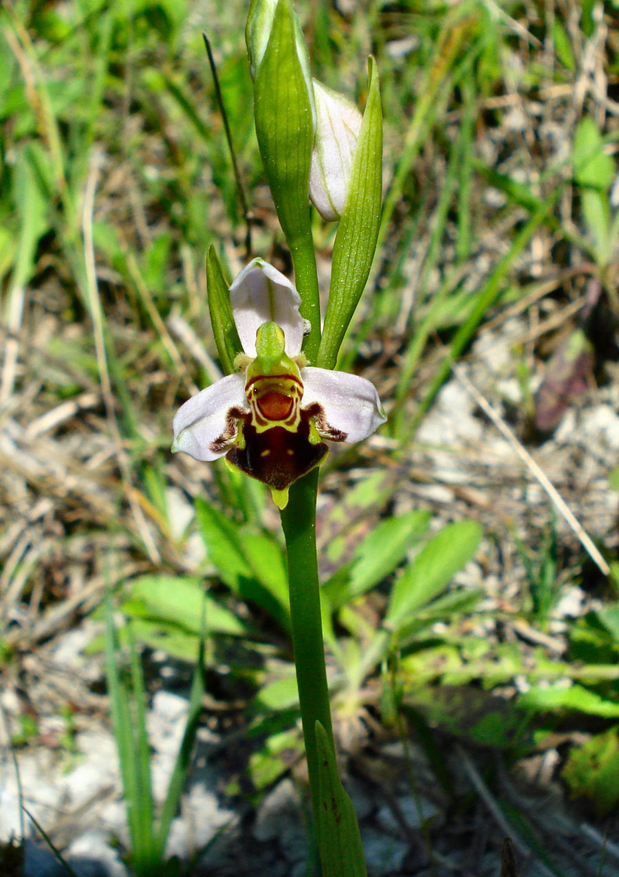 Ophrys Apifera?