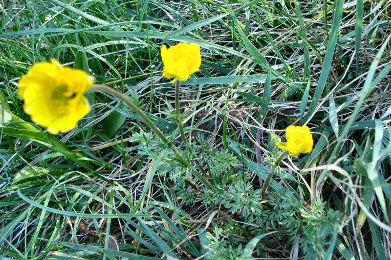 Ranunculus millefoliatus