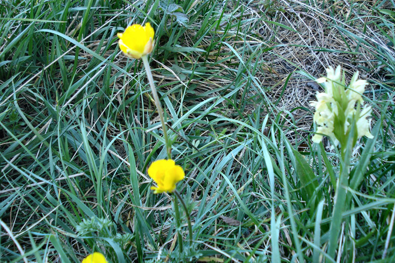 Ranunculus millefoliatus