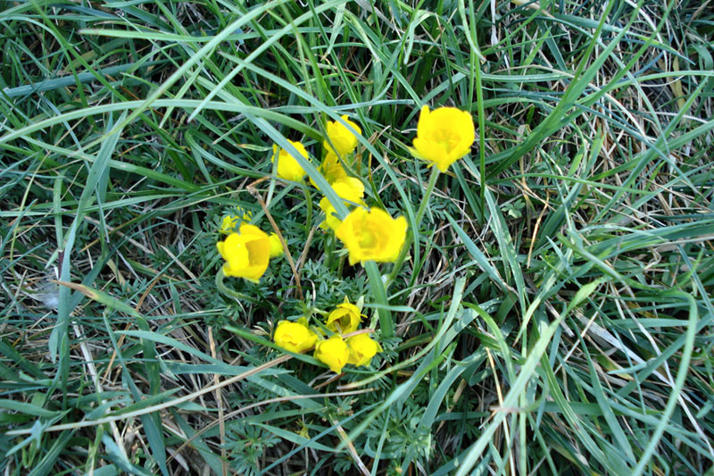 Ranunculus millefoliatus