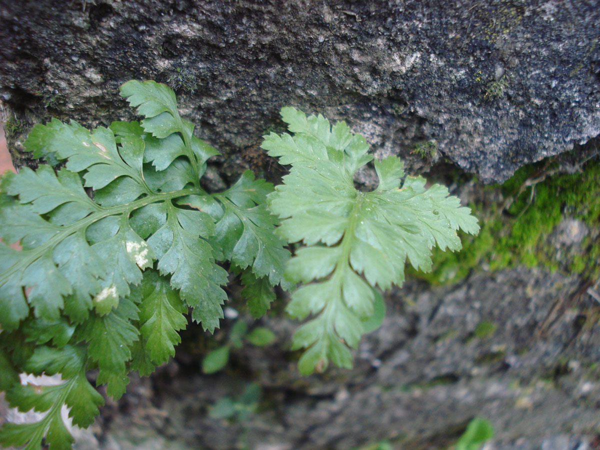 Asplenium onopteris / Asplenio maggiore