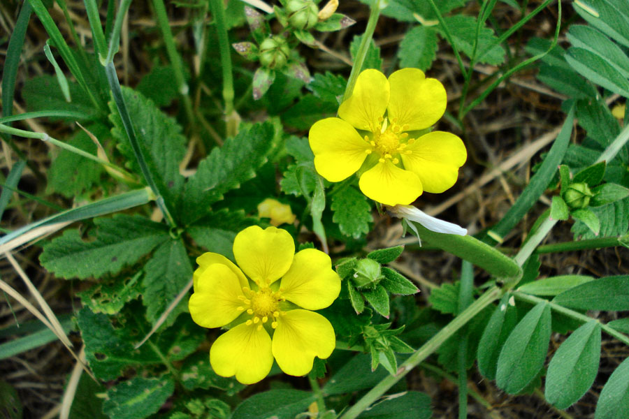 Potentilla reptans