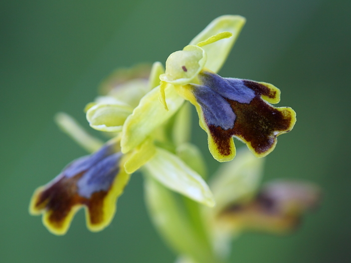 Possibile iricolor subsp. lojaconoi?