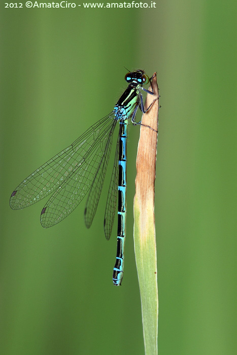 Che specie per questa femmina? Coenagrion scitulum