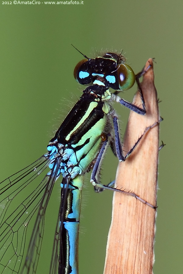 Che specie per questa femmina? Coenagrion scitulum