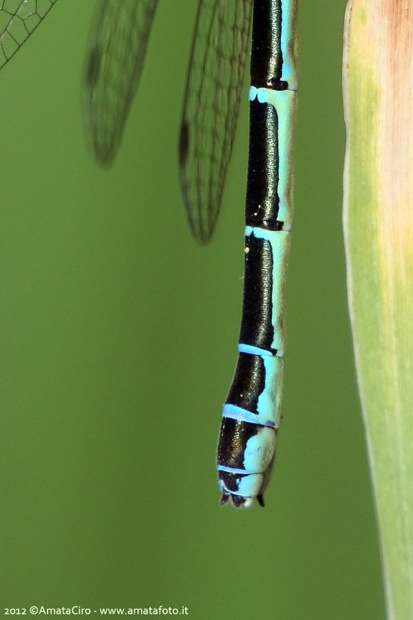 Che specie per questa femmina? Coenagrion scitulum