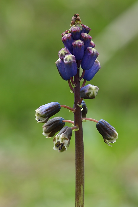 Bellevalia dubia e Muscari comosum a confronto