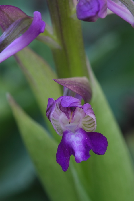 Anacamptis morio?