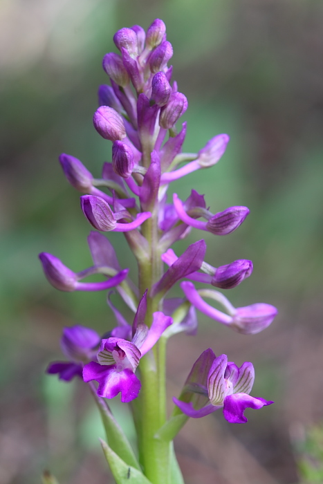 Anacamptis morio?