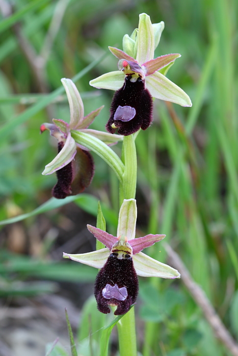Ophrys explanata