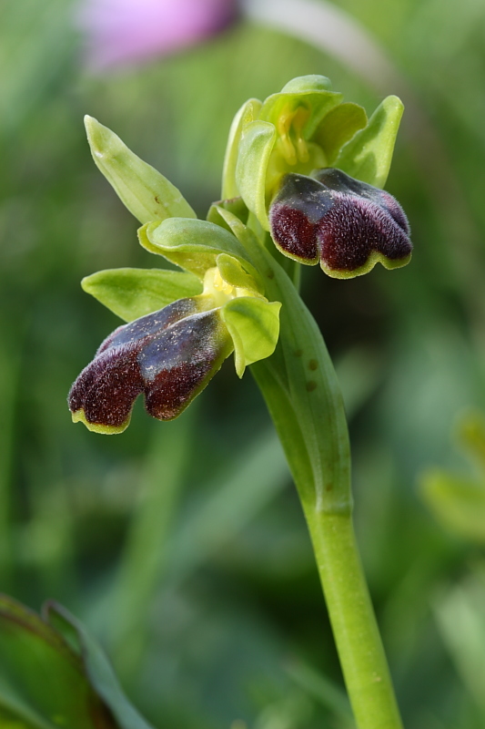 Fusca subsp. funerea?