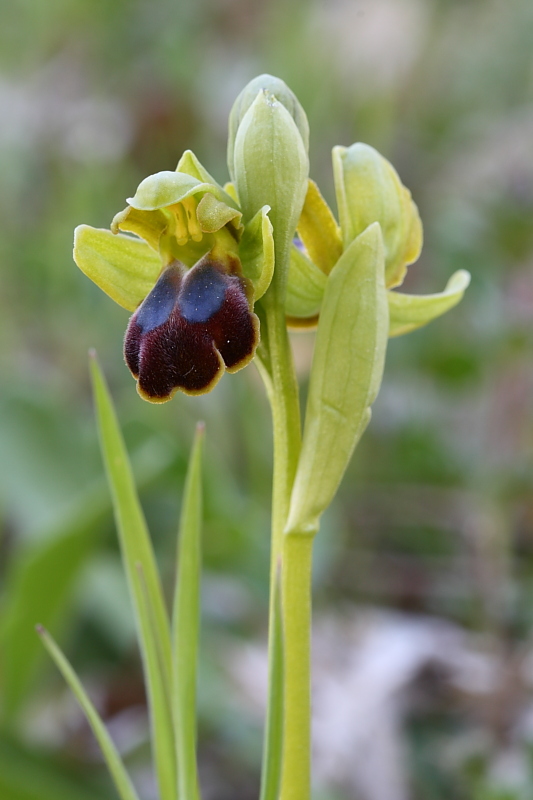 Fusca subsp. funerea?