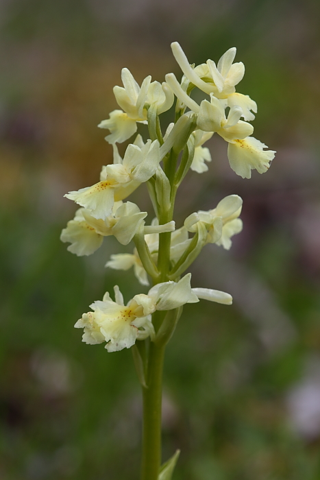 Orchis provincialis, Iblei  (M.te Lauro)