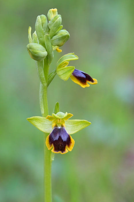 Orchidea selvatica da identificare