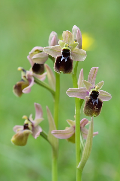 Questo  eccezionale, Ophrys tenthredinifera  x ?