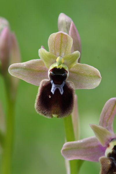 Questo  eccezionale, Ophrys tenthredinifera  x ?