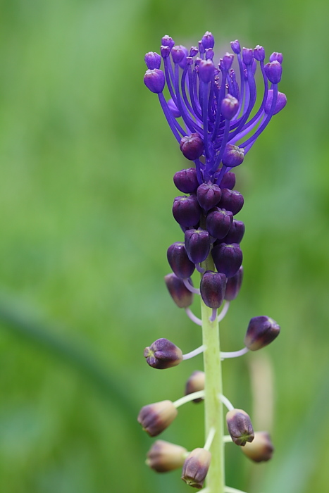 Bellevalia dubia e Muscari comosum a confronto