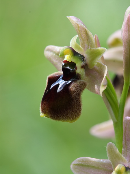 Questo  eccezionale, Ophrys tenthredinifera  x ?