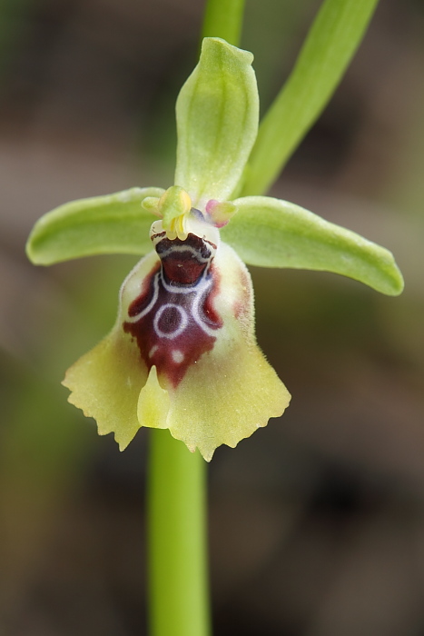 Ophrys xcampoi - Ophrys lacaitae x Ophrys oxyrrynchos